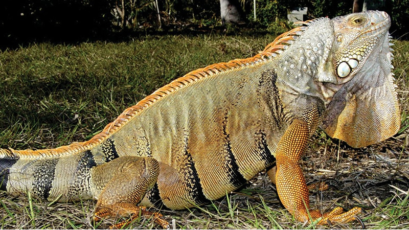 Iguana hunting in Fort Lauderdale