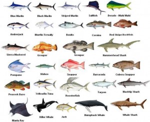Pompano Beach Florida Fishing charters Species Chart